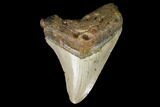 Fossil Megalodon Tooth - North Carolina #129977-1